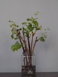Image result for grapevine cuttings
