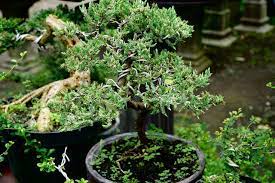 The actual bonsai and container you receive may vary in size, shape, and color from the tree pictured. How To Grow And Care For Juniper Bonsai