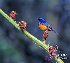 اجمل انواع الطيور في العالم روعه جميلة جدا Beautiful Birds Pretty Birds Bird Pictures