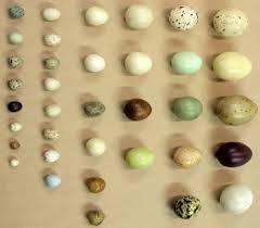 Nests Eggs Montana Science Partnership