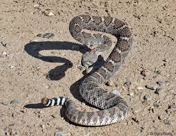 Black And White Striped Snake Texas Rattlesnake Baby Rattlesnake Fact About Rattlesnake Fact About Baby Rattlesnake Beautiful Rattlesnake Amazing Rattlesnake V Texas Pete Rattlesnake Snake