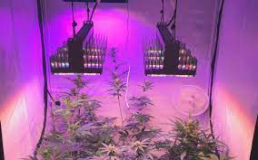 Italien erlaubt cannabis anbau zu hause zackzackat Kaufberatung Beleuchtung Fur Cannabis Anbau 2021 Cannabisanbauen Net