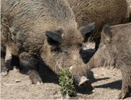 Wildschweine gelten als gefährliche, starke und äußerst aggressive säugetiere. So Schutzen Sie Ihren Garten Vor Wildschweinen Proplanta De