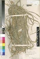 Image result for Panicum subalbidum