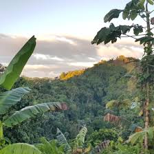 In august, the puerto rican ornithological. Puerto Rico Coffee Company Agricultural Cooperative Maricao Puerto Rico Facebook 422 Photos