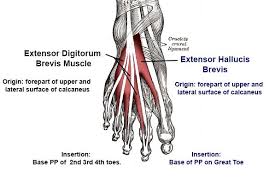 Deep intrinsic muscles of the foot through video. Foot Muscles Attachment Nerve Supply Action Anatomy Info