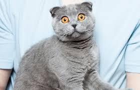 Verstopfung Bei Katzen Symptome Ursachen Behandlung Fellomed