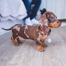 Pin By 49 160 On Dackel Dachshund Puppies Cute Dogs Dapple Dachshund Puppy