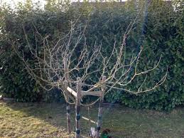 Schneiden sie vor allem große äste stück für stück vom baum. Wie Schneidet Man Einen Baum Zuruck Gartenforum Auf Energiesparhaus At