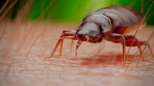 Bed bugs can hide in the crevices between the carpet and the wall or baseboard, as well as underneath the carpet. Can Bed Bugs Live In A Carpet 5 Ways To Kill Them Pest Pit