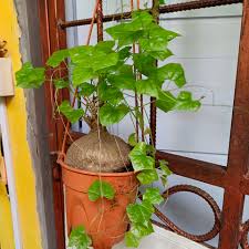 Image result for Corallocarpus triangularis