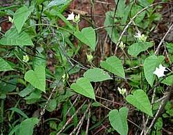Image result for Jacquemontia paniculata