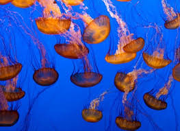 13 Animal Clusters With The Weirdest Names Art Jellyfish Animals