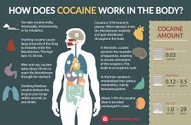 Your brain produces a substance called dopamine when you feel happy. Cocaine Metabolism In The Body How Coke Affects The Brain Infographic