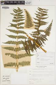 Image result for Amblovenatum opulentum