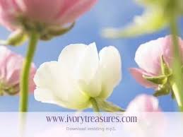 Amazed Lonestar Instrumental Wedding March Flower Close Up Country Wedding Music Flowers