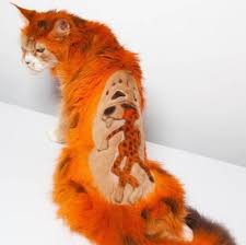 Kedilerin De Bir Tarzi Olabilecegini Kanitlayan 12 Kedi Cat Grooming Cat Haircut Unusual Animals