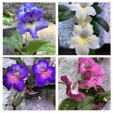 Image result for Streptocarpus leptopus