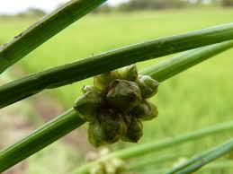 Image result for Schoenoplectiella articulata