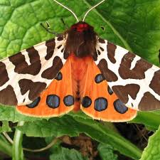 They can be told apart from butterflies in several ways. Bad Taste In The Moth Study Reveals Insect S Chemical Defence Insects The Guardian