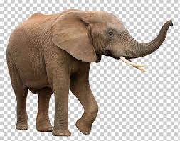 Pin On Elephants
