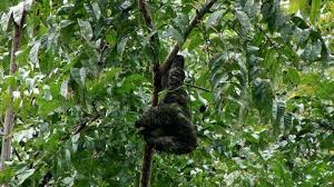 They have a flat face and beady eyes, a sloths live in the canopy story of the rainforest. Three Toed Sloth Hanging Upside Stock Footage Video 100 Royalty Free 27981139 Shutterstock