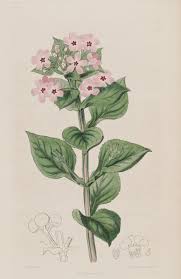 Image result for Teedia lucida