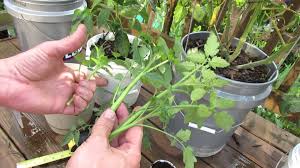 How To Easily Clone Tomatoes And Root Tomato Suckers The Rusted Garden Tomato Garden Tomato Suckers Vegetable Garden