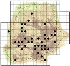 Image result for Afrocanthium gilfillanii