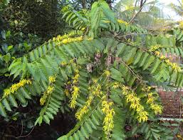 Image result for Erlangea