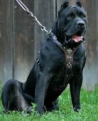 Questo facilita la digestione ed evita il rischio di torsioni allo stomaco. Bestia Eros Pelle Fatto A Mano Rivetto Decorazione Cani Di Grossa Taglia Xxl Ebay