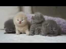 Video anak kucing lucu dan imut mp3 & mp4. Rumah Kucing Foto Anak Kucing Lucu Imut