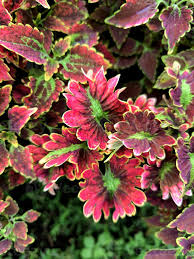 Image result for Coleus scutellarioides