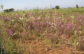 Image result for Striga