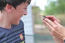 Southeastern Arizona Bird Observatory holds public hummingbird banding