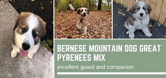 Saint bernese (saint bernard x bernese mountain dog). Bernese Mountain Dog Great Pyrenees Mix Excellent Guard And Companion Bernese Love