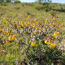 Image result for Hermannia