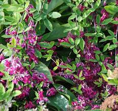 Lespedeza thunbergii should not be planted in areas prone to waterlogging. Lespedeza Thunbergii Prune To The Ground In Spring Attractive Foliage And Pea Like Flowers From September Good For Banks Or Trailing Over A Wall