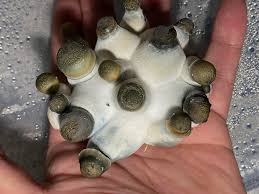 Actives] Cluster porn of Penis Envy uncut : rMushroomGrowers