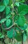Image result for Macrotyloma uniflorum