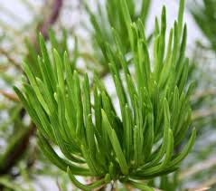 Kadinlarda Kistler Ve Tumorlere Karsi Dogal Recete Bitkilog Natural Health Tips Natural Food Natural Health