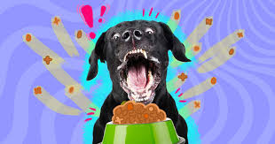 Dog Eats Too Fast? Here's What To Do - DodoWell - The Dodo