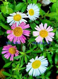 Image result for Erigeron karvinskianus