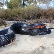 Image result for Indigofera schimperi