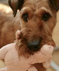 Grange veterinary clinic caters for both small and large animal needs. Veterinary Clinics Inishfree Veterinary Hospital Pearse Rd Sligo Open Closes 6 P M 071 914 3817 St Benedict S Veterin