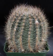 Image result for Cavacoa aurea