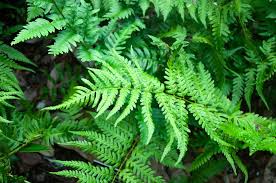 Image result for Dryopteris
