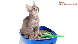 Kedi Kumu Nasil Temizlenir Isinizi Kolaylastiracak 5 Muhtesem Urun Tavsiyesi Evcil Hayvan Blogu