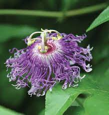 We did not find results for: Passion Flower Passiflora Incarnata Passion Flower Flowers Passiflora