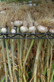 After The Fiasco That Was Our Leek Harvest I Wasn T Sure What To Expect Of Our Garlic The Time Had Co Growing Vegetables Harvesting Garlic Curing Garlic
